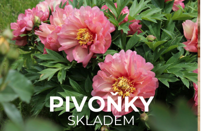 Pivoňky