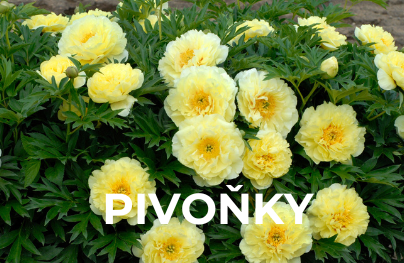 Pivoňky