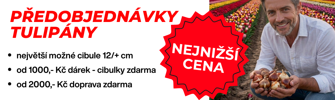 Předobjednávky tulipány