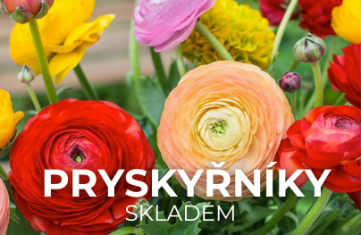Pryskyřníky