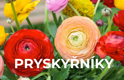 Pryskyřníky
