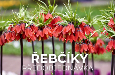 Řebčíky (Předobjednávka)