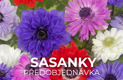 Sasanky
