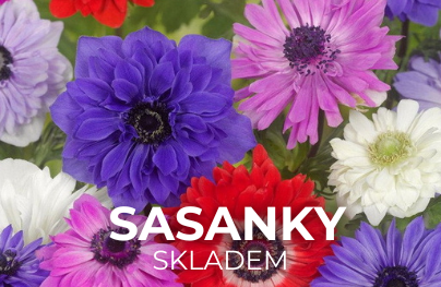 Sasanky