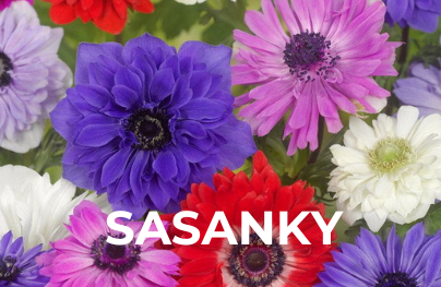 Sasanky
