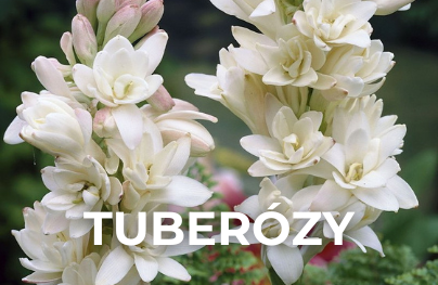 Tuberózy