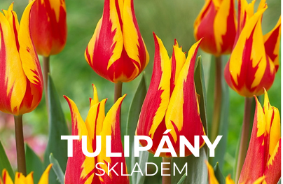 Tulipany