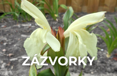 Zázvorky Roscoea