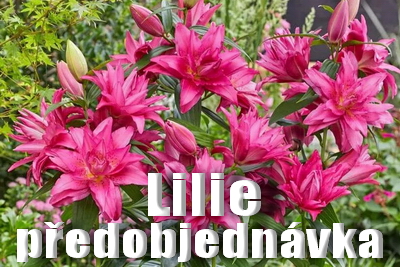 Lilie předobjednávka
