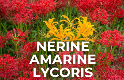 Nerine, Amarine, Lycoris