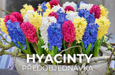 Hyacinty a hyacintovce