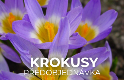 Krokusy (Předobjednávka)