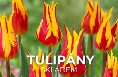 Tulipány (Skladem)