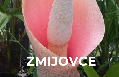 Zmijovce