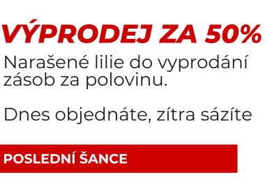 50% sleva na lilie