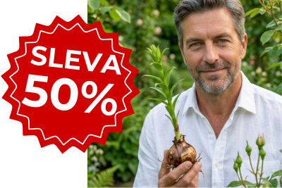 50% sleva na lilie