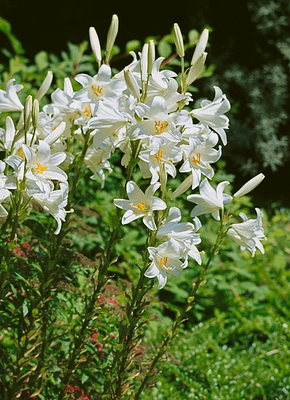 Candidum4003