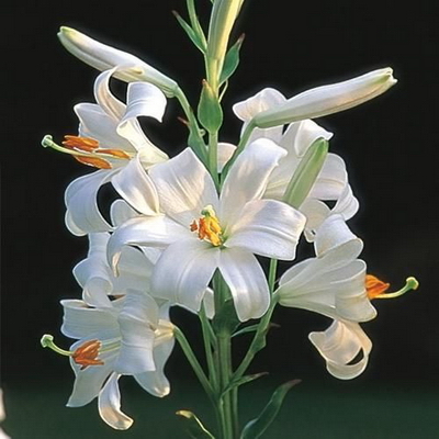 Candidum4004