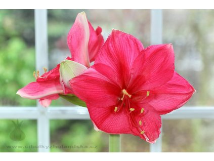 PinkSurprise112