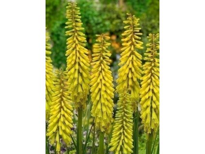 Sunningdale Yellow 1