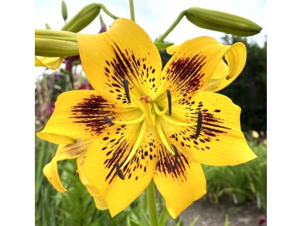 Yellow Bruse 2
