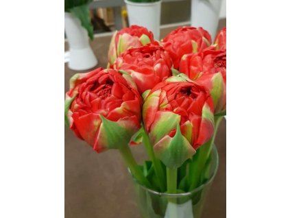 Bombastic Red 2