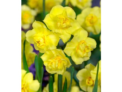 Yellow Cheerfulness