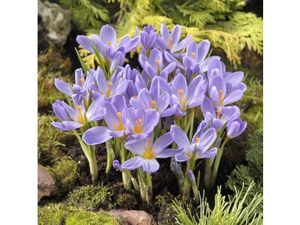 crocus kosaninii april view 9405