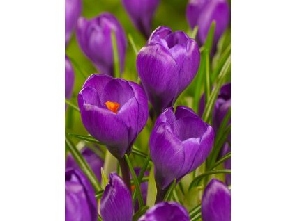 Flower Record 1