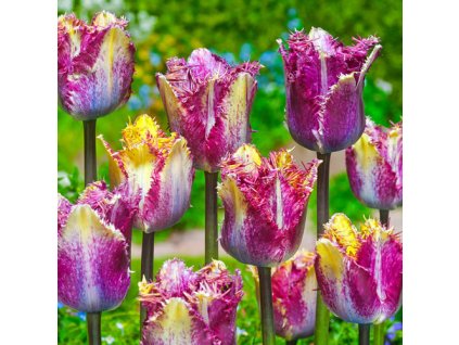 Colour Fusion 5