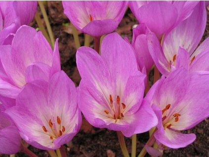 cilicicum purpureum 2