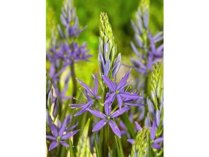 leichtlinii Caerulea 5