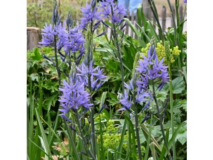 leichtlinii Caerulea 4