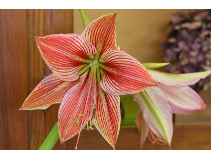 Amarylka Exotic Star Amaryllis hvězdník