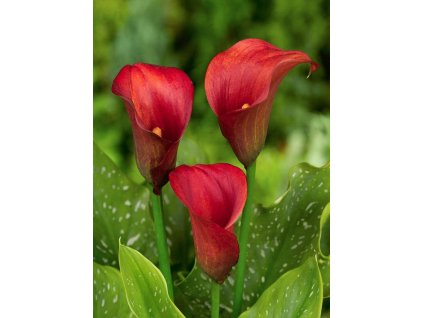 Callafornia Red 1