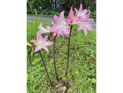Amaryllis belladonna Azory 011 copy
