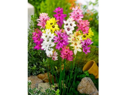 Ixia