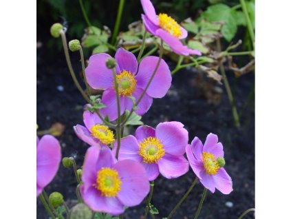 Hadspen Abundance