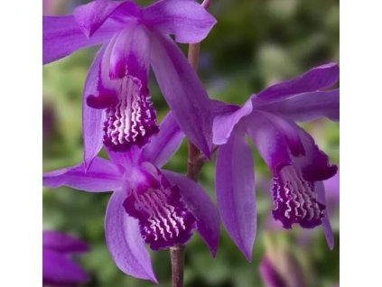 Bletilla striata 2