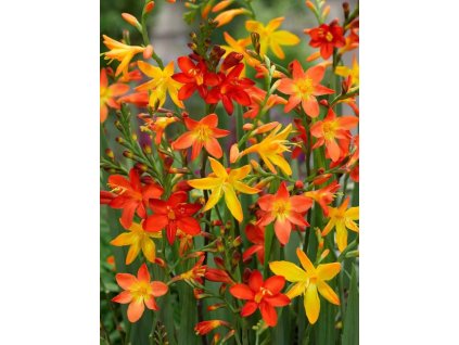 montbrecie velkokvěté Mix