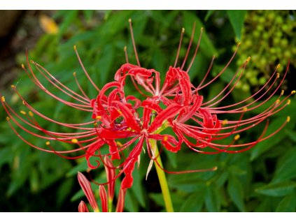 Lycoris radiata 8