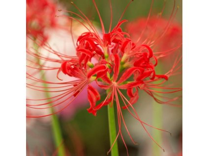 Lycoris radiata 5