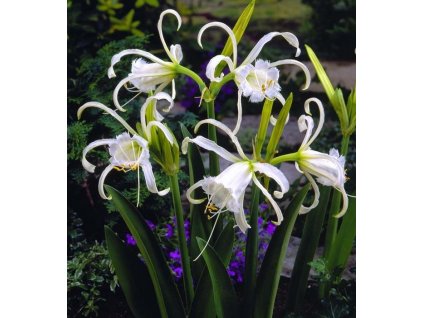 Hymenocallis festalis zwanenburg