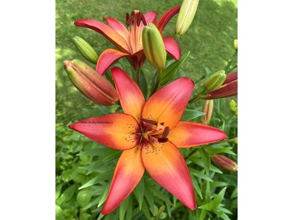 Royal Sunset 003 copy