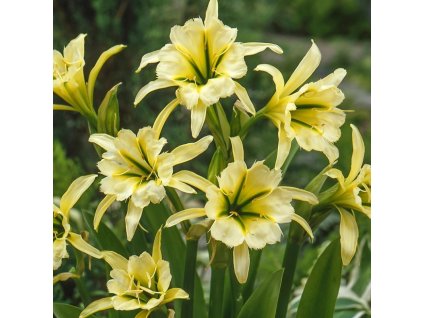 Hymenocallis Sulphur Queen 1