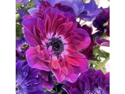 Anemone coronaria Mistral Bordeaux 1