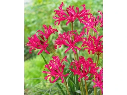 Nerine bowdenii Mr. Nick 3
