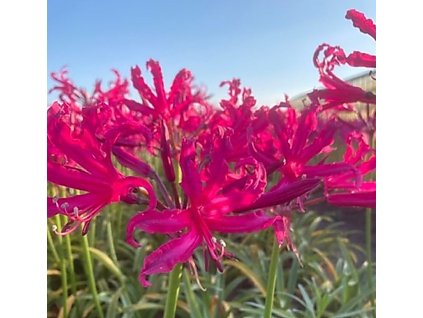 Nerine bowdenii Mr. Nick 1