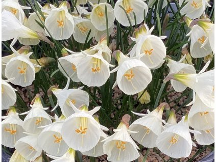 Bulbocodium White Petticoat 1