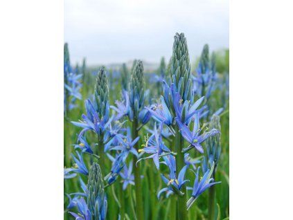 leichtlinii blue candle